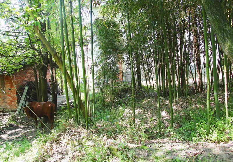 筼筜谷     筼筜谷在洋州城北十里纸坊街道办事处孤魂庙村(今文同村
