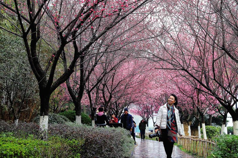 　　连日来,汉中滨江公园里梅花渐渐盛开,连片的梅花如云