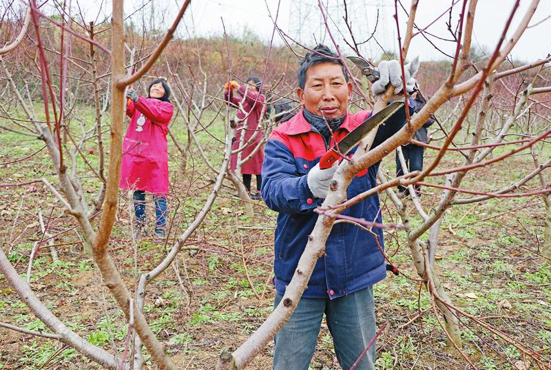 近日,柳山村村民在桃园为桃树剪枝.